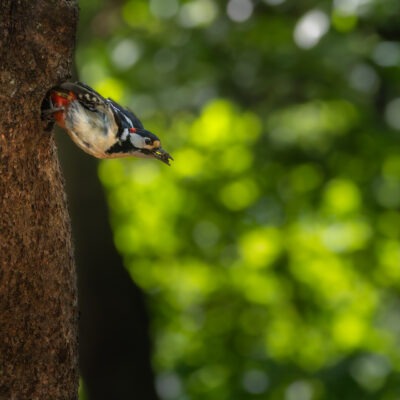 Canon EOS R7 | f/7.1 | 1/1600sec | ISO-8000 | 286mm | 2025-05-24 13:04:21 | Copyright: GFREE-PHOTO