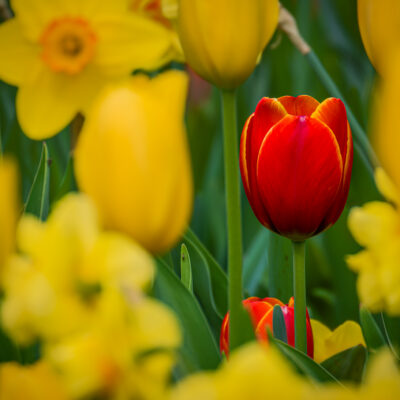 Canon EOS R7 | RF200-800mm F6.3-9 IS USM | f/9 | 1/500sec | ISO-250 | 800mm | 2026-03-29 09:56:16 | Copyright: GFREE-PHOTO