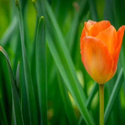 Canon EOS R7 | RF200-800mm F6.3-9 IS USM | f/8 | 1/640sec | ISO-800 | 200mm | 2026-03-29 09:58:48 | Copyright: GFREE-PHOTO